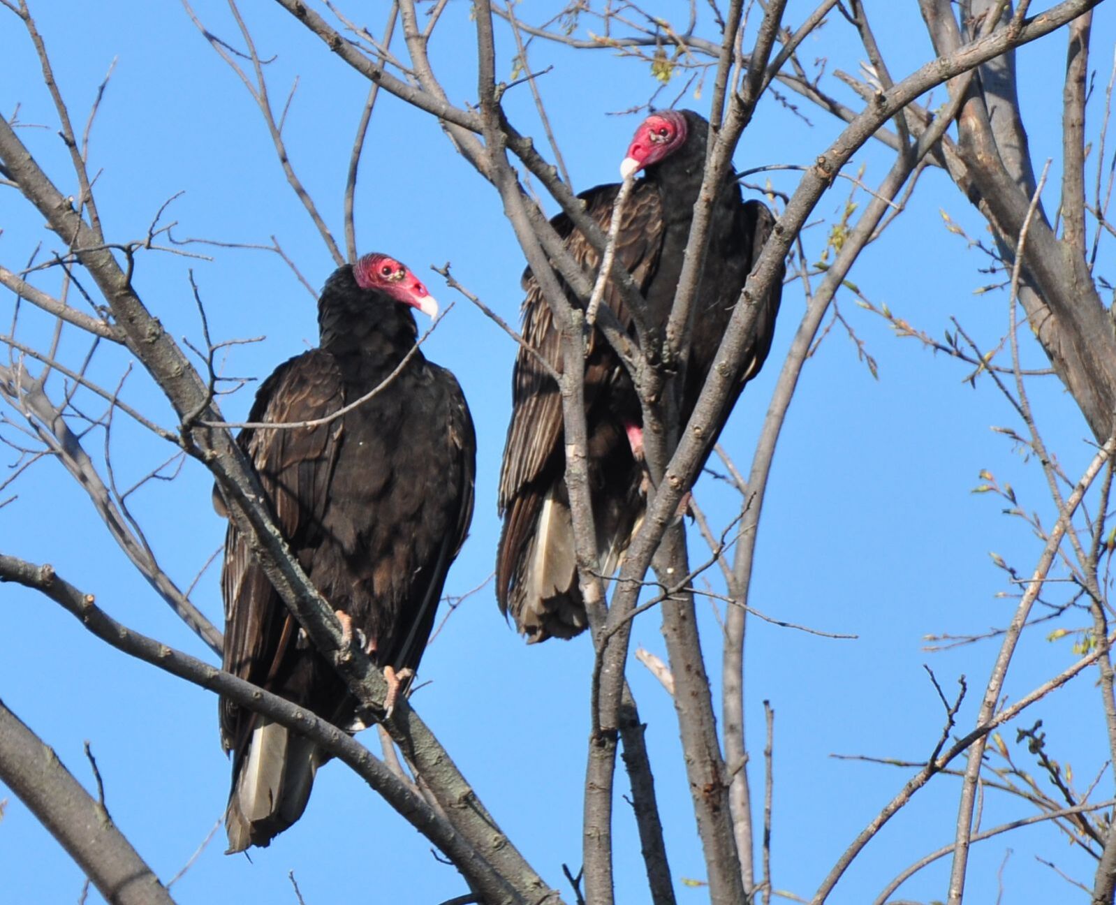 Turkey vultures in the trees
